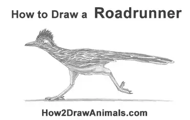 How to draw a roadrunner video step