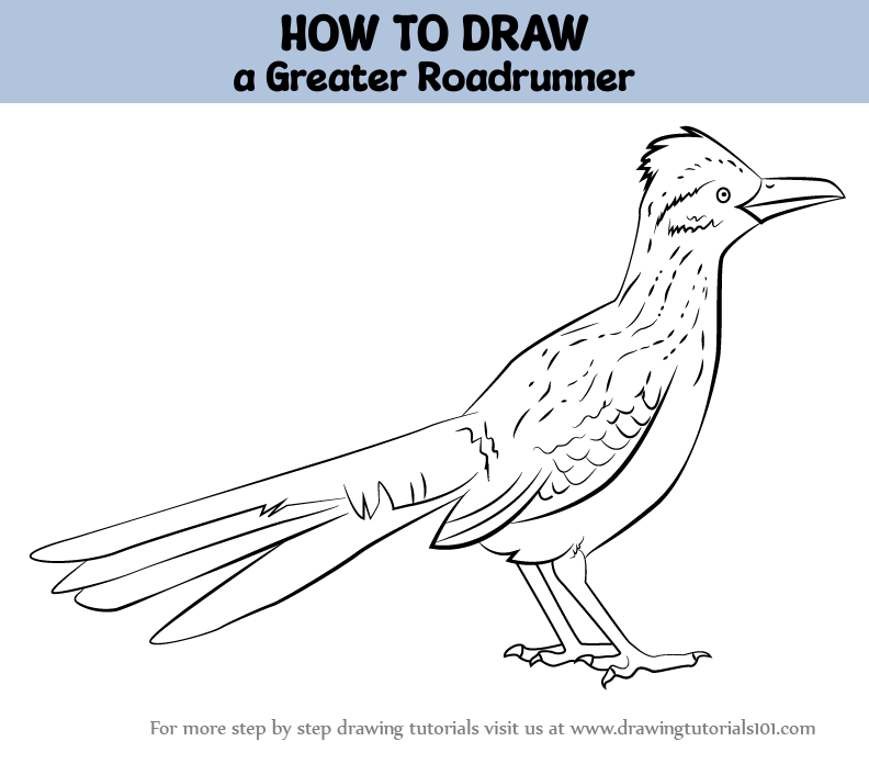 How to draw a greater roadrunner birds step by step