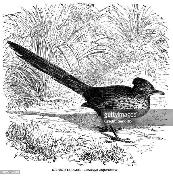 Road runner drawing stock photos high