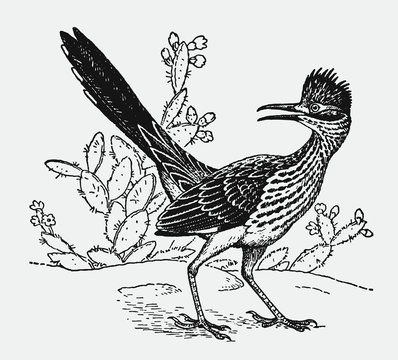 Roadrunner images â browse photos vectors and video