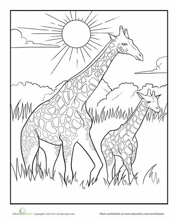 Color the mother and baby giraffe worksheet education giraffe coloring pages giraffe colors animal coloring books
