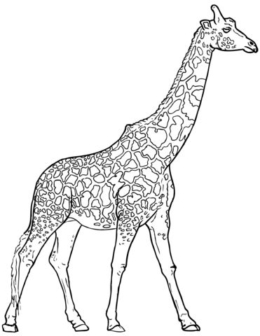 Realistic giraffe coloring page giraffe coloring pages animal coloring pages elephant coloring page