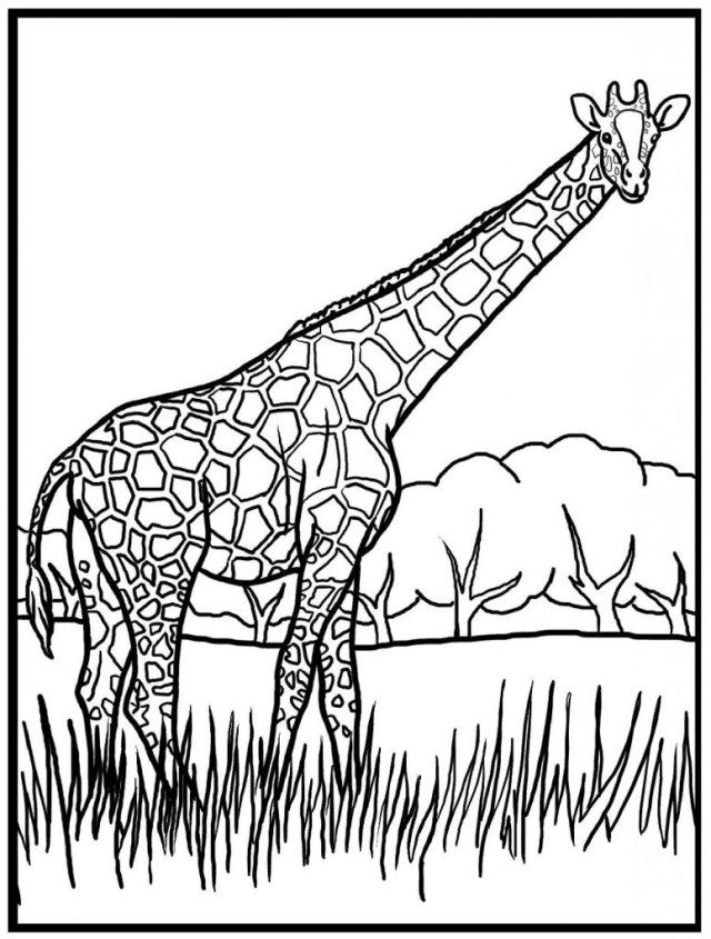 Exclusive picture of giraffe coloring pages