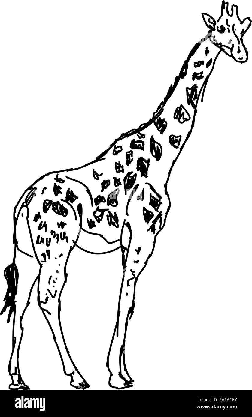 Giraffe drawing hi