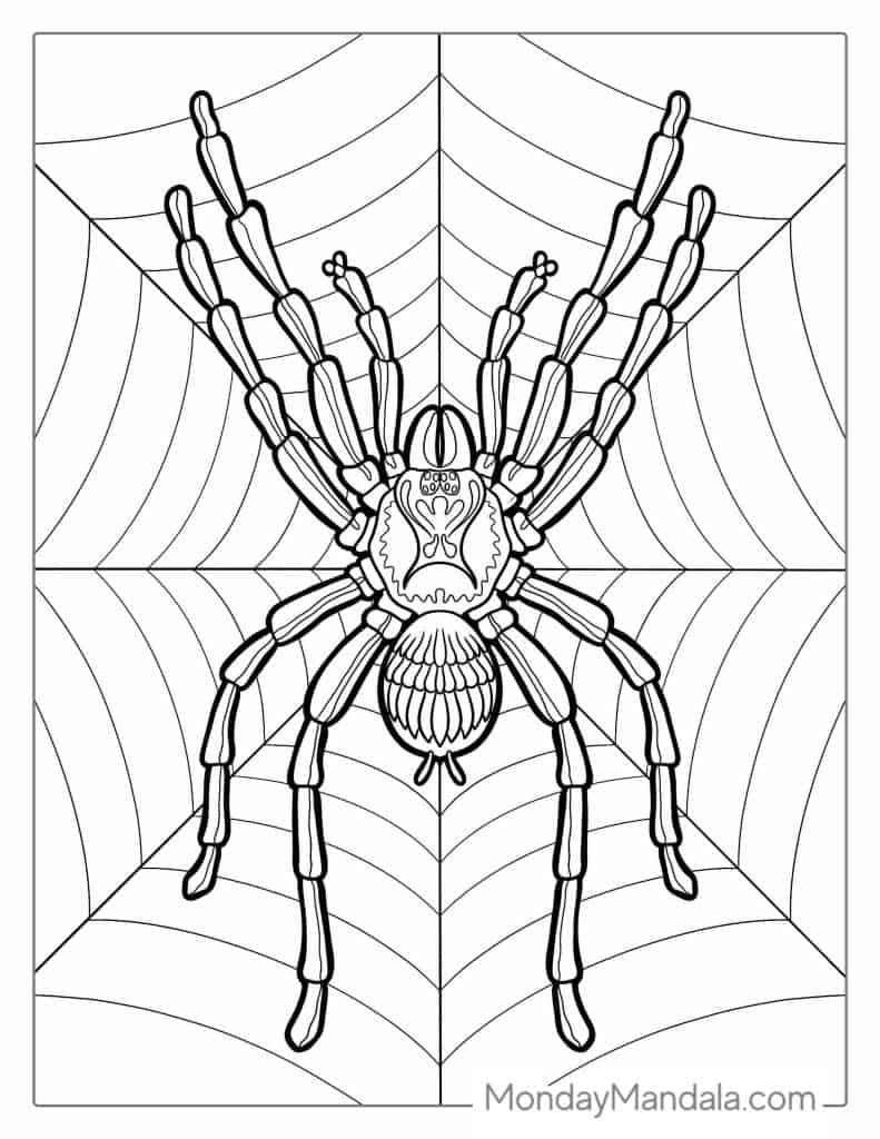 Spider coloring pages free pdf printables