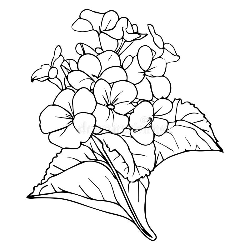 Primrose coloring book hand drawn botanical spring elements bouquet of primrose flower line art coloring page stock vector
