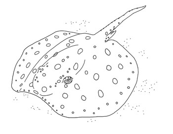 Xingu river ray coloring page by mama draw it tpt