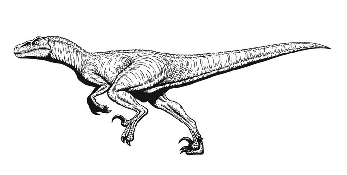 Raptor drawing images â browse photos vectors and video