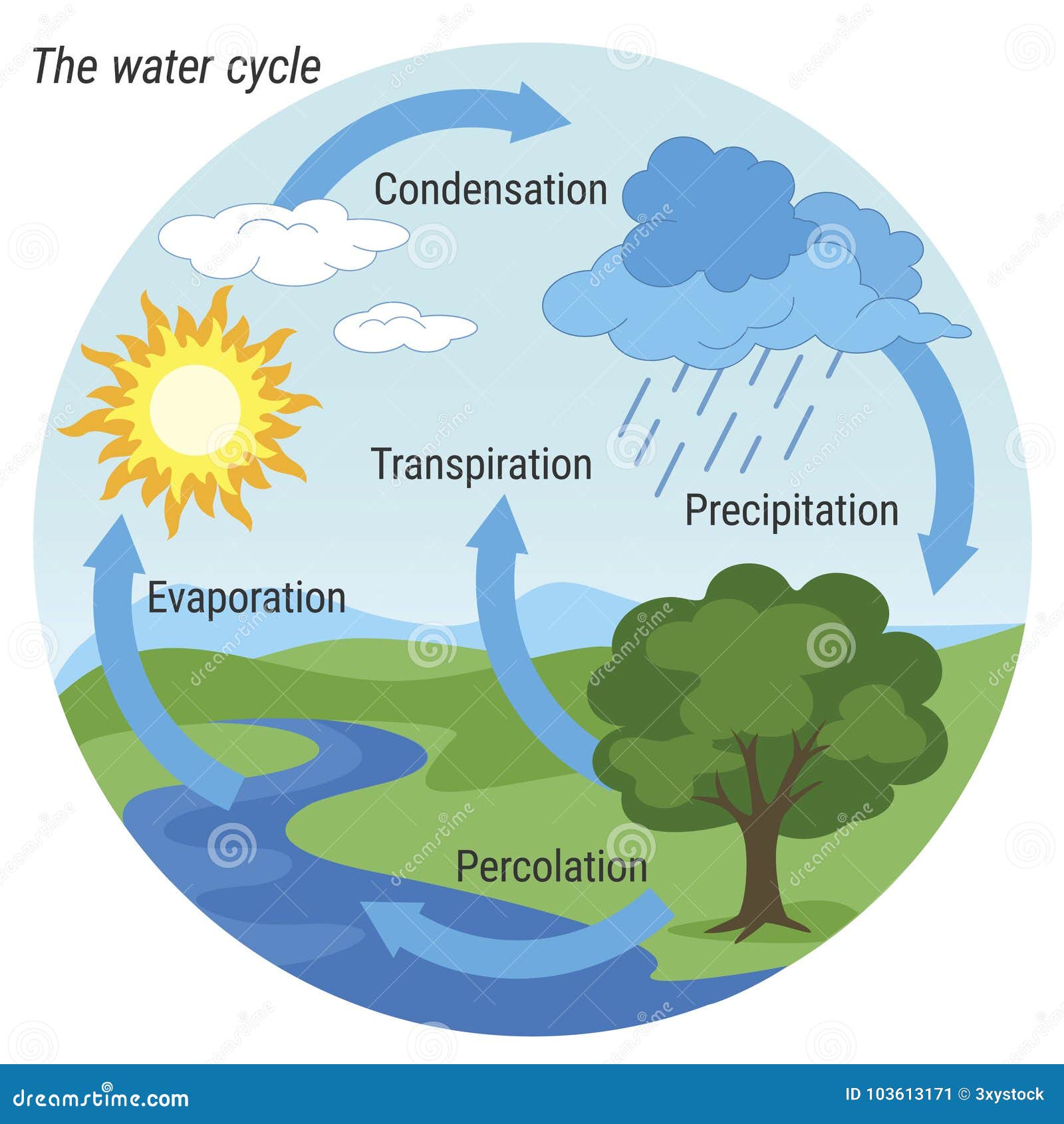 Water cycle diagram stock illustrations â water cycle diagram stock illustrations vectors clipart