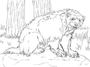 Wolverine coloring pages free coloring pages
