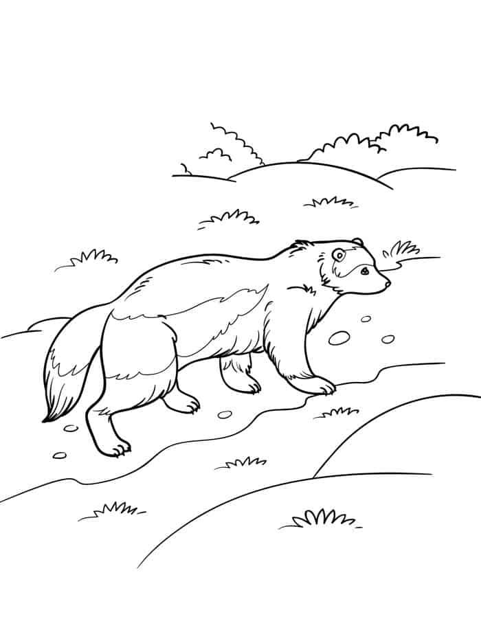 Wolverine animal coloring pages for adults wolverine animal superhero coloring superman coloring pages