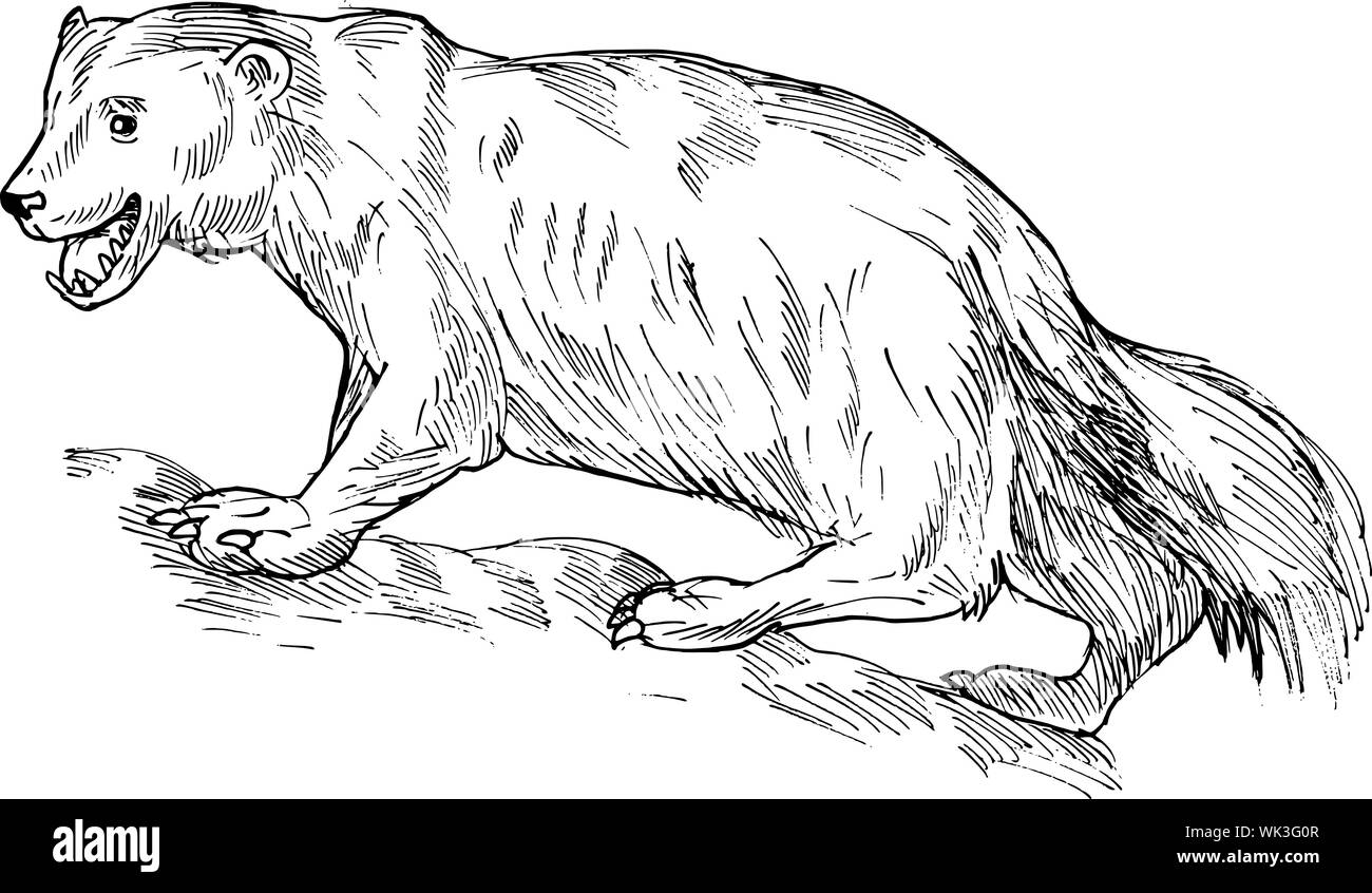 Wolverine animal black and white stock photos images