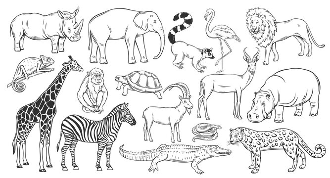 Zoo animals sketch images â browse photos vectors and video