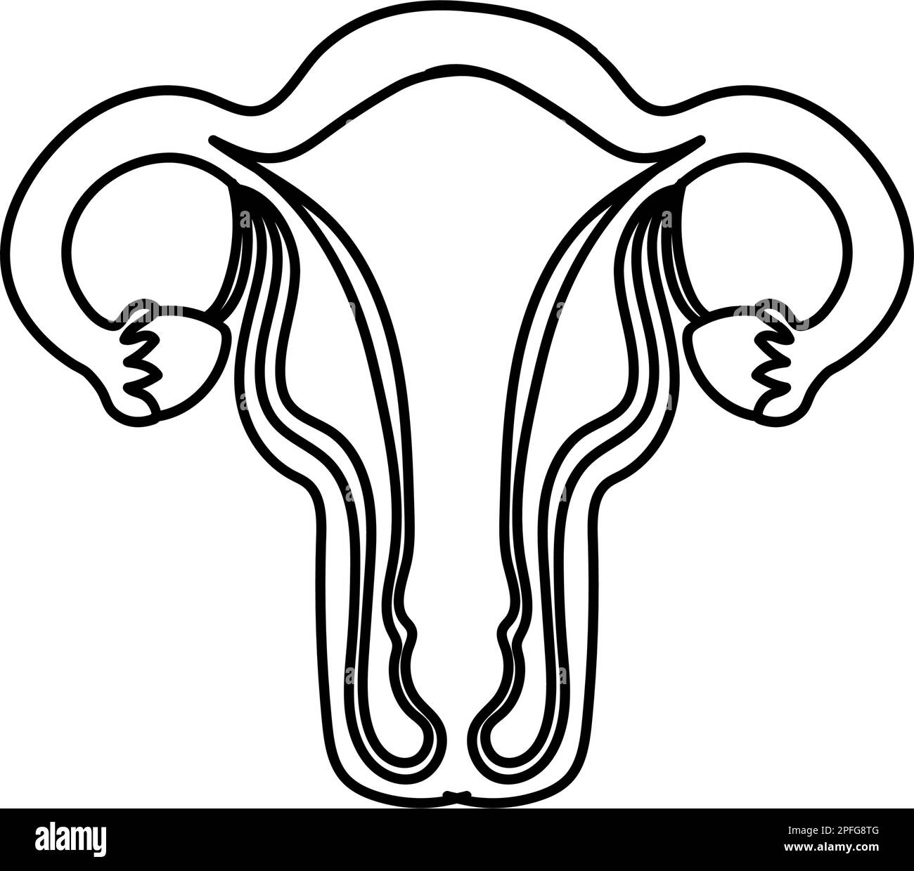 Ãrgano reproductor femenino imãgen vectorial de stock