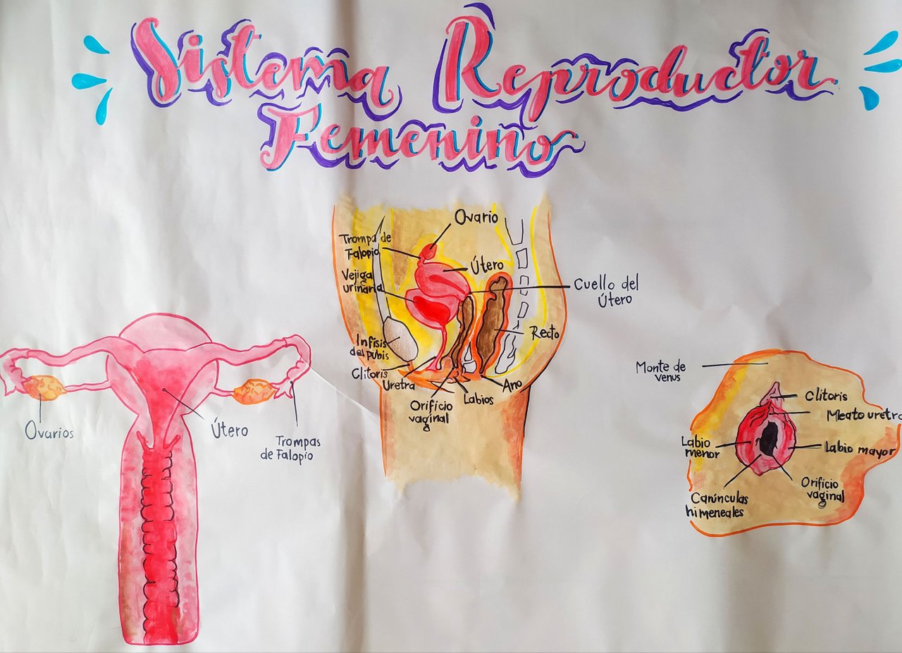 Pancarta informativa hecha a mano sobre el aparato reproductor femenino âïð handmade information banner on the female reproductive system âïð