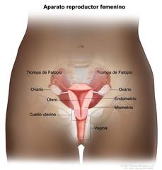 Anatomãa del aparato reproductor femenino reproductive system female anatomy image details