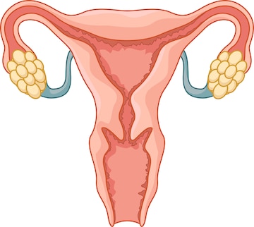 Dibujos animados de sistema reproductivo femenino vector premium