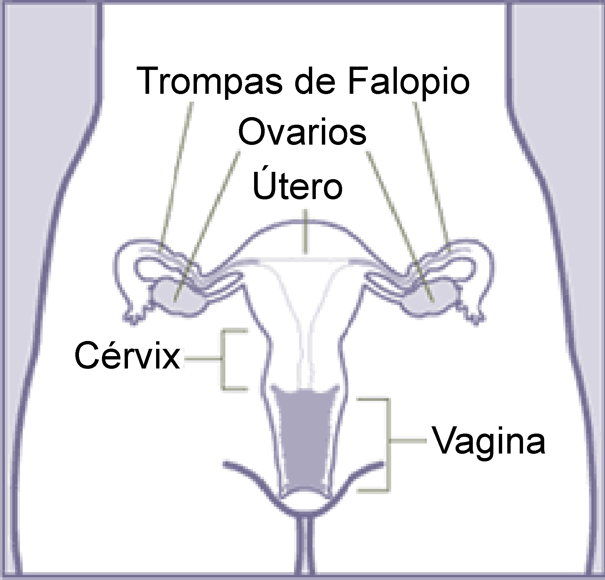 Filefemospng
