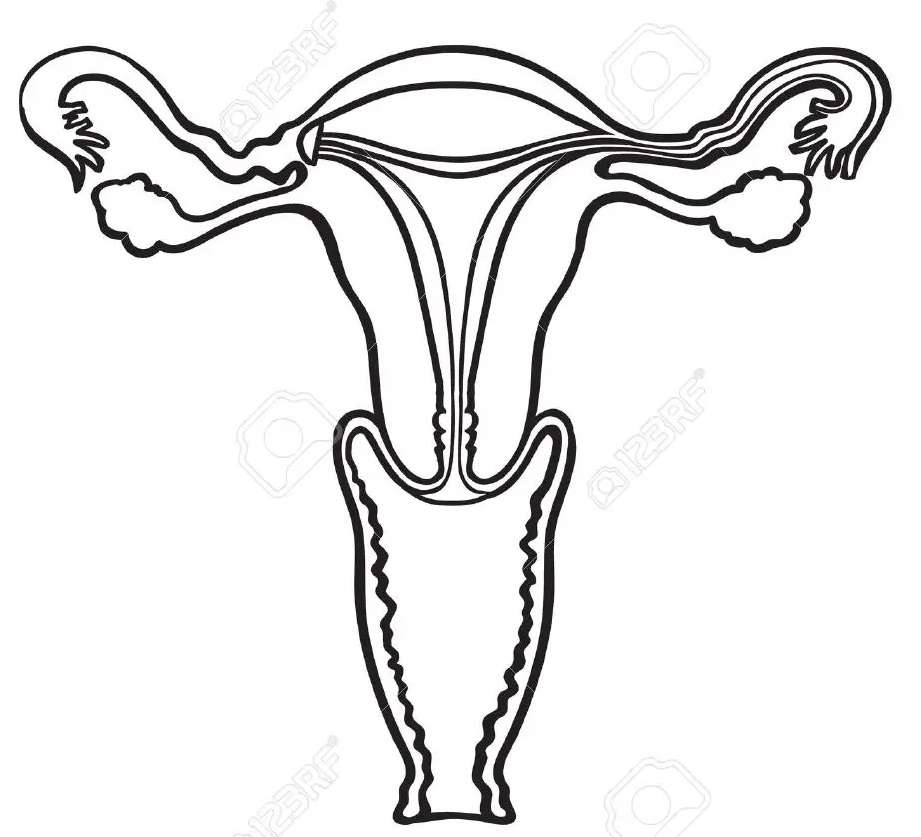 Sistema reproductor femenino