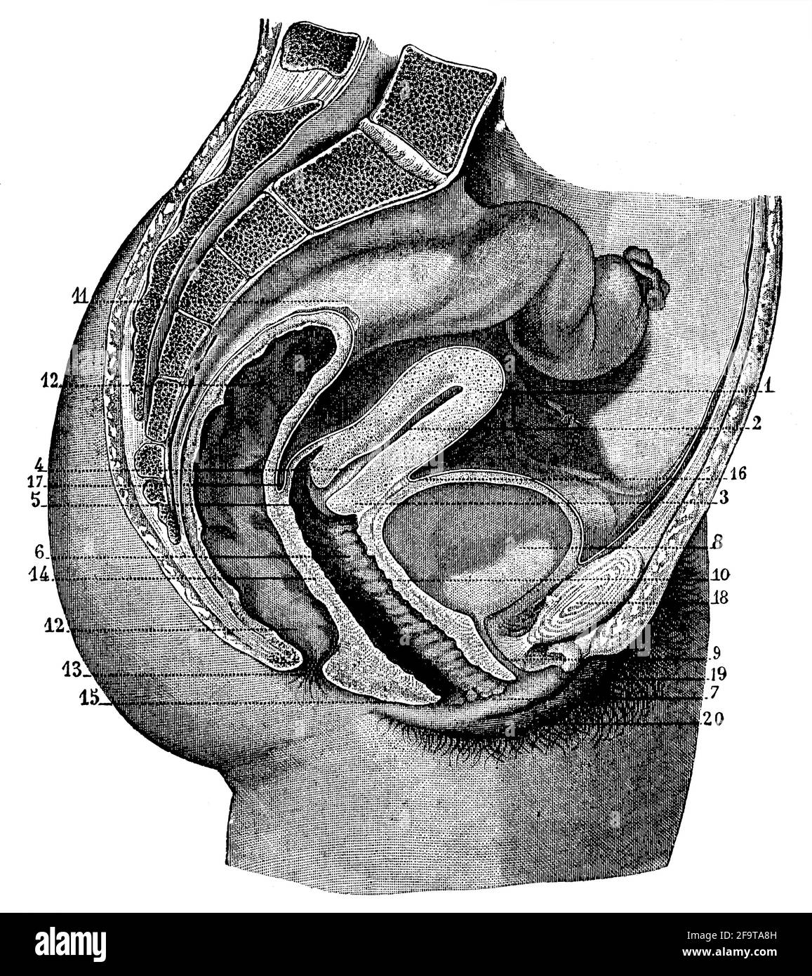 Sistema reproductor femenino humano imãgen de stock en blanco y negro