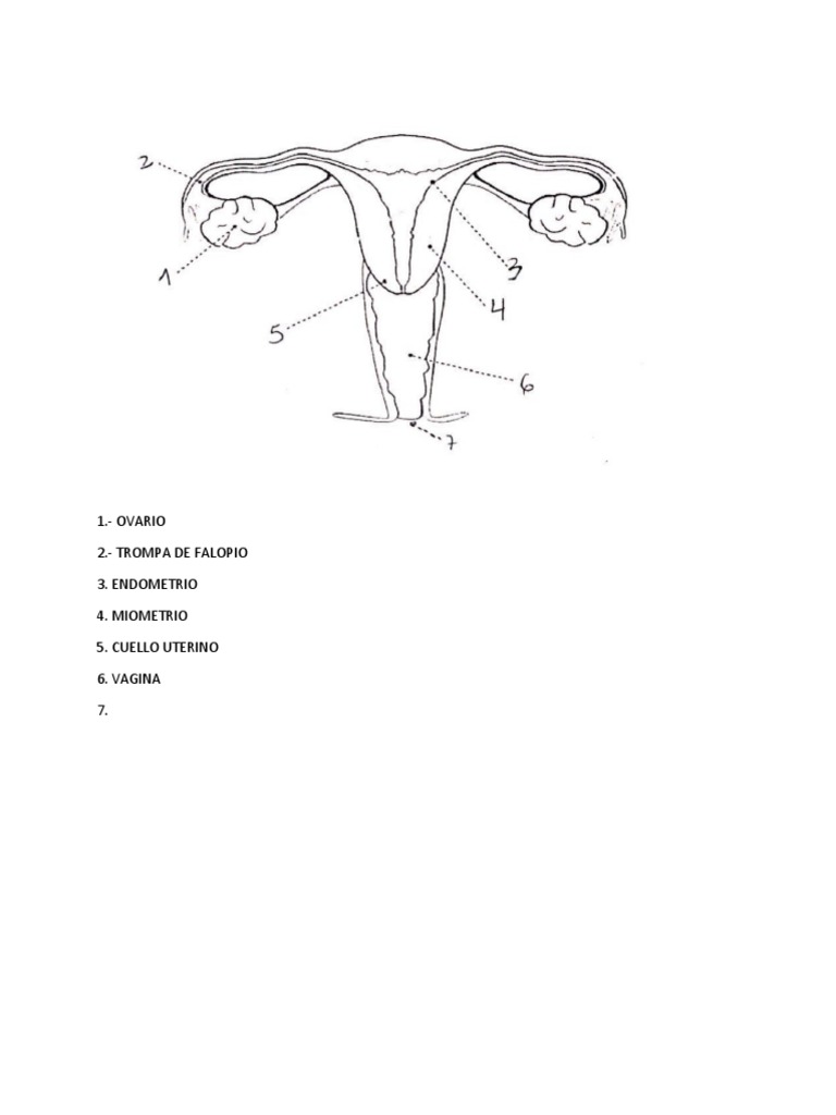 Aparato reproductor femenino dibujos con nombr pdf