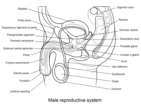 Male reproductive system loring page sistema reproductor sistema reproductor femenino aparato genital
