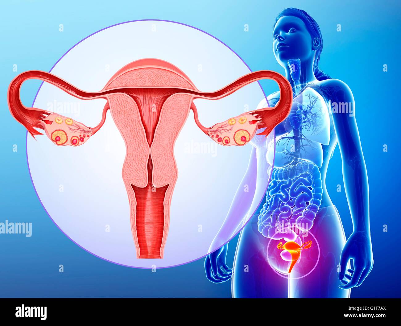 Ãrgano reproductor femenino fotografãas e imãgen de alta roluciãn