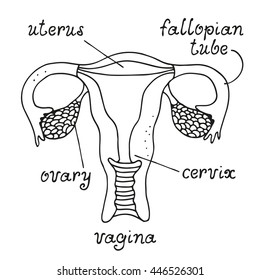 Uterus ovaries anatomy female reproductive system stock vector royalty free