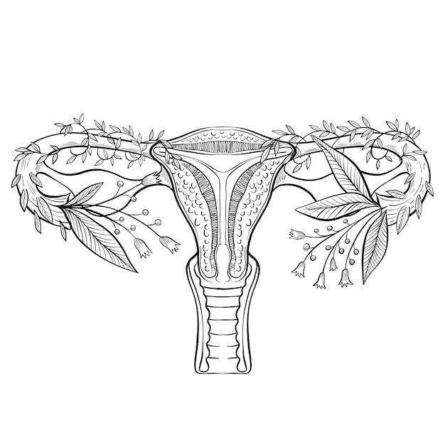 Pãgina imãgen de sistema reproductor femenino flor