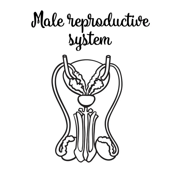 Male reproductive system stock vector by sabelskaya