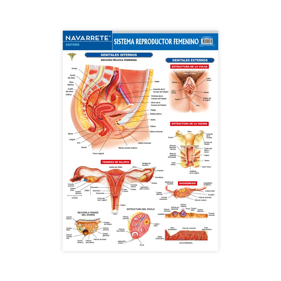 Lãmina mural x cm sistema reproductor femenino