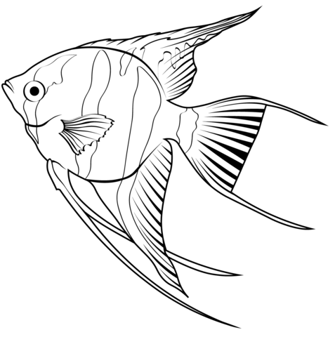 Skalare pterophyllum scalare fargelegge tegninger fargelegging gratis