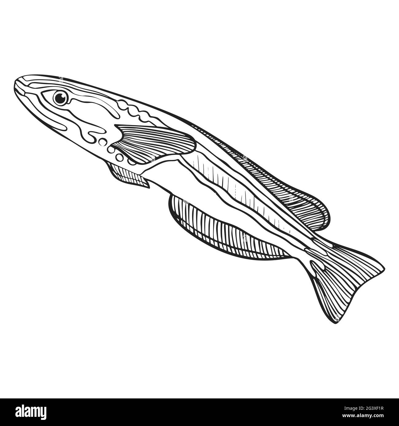 Skalarer fisch schwarzweiã