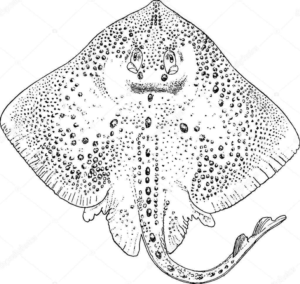Vintage picture ray fish stock illustration by unorobusgmail