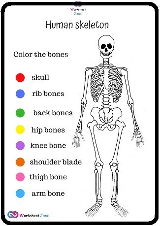 Skeleton coloring worksheet