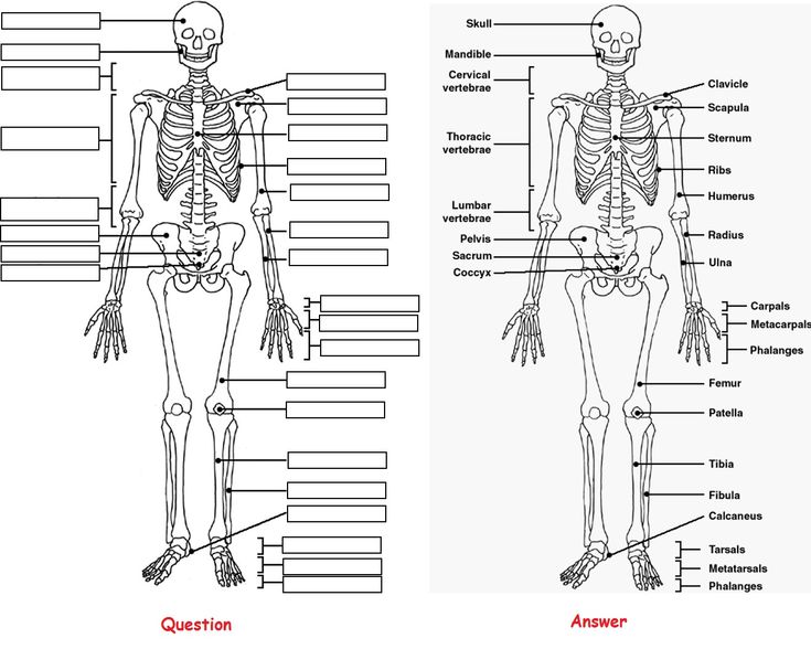 Skeleton anatomy coloring pictures label question and answer skeleton anatomy anatomy coloring book anatomy bones