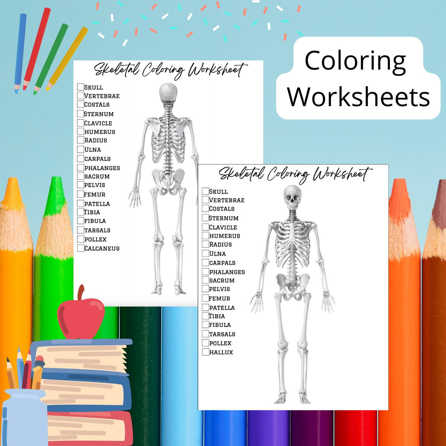 Skeletal system coloring worksheets major bones color the
