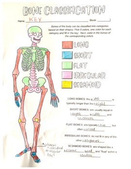 Classification of bones coloring page by the purposeful pedagogy