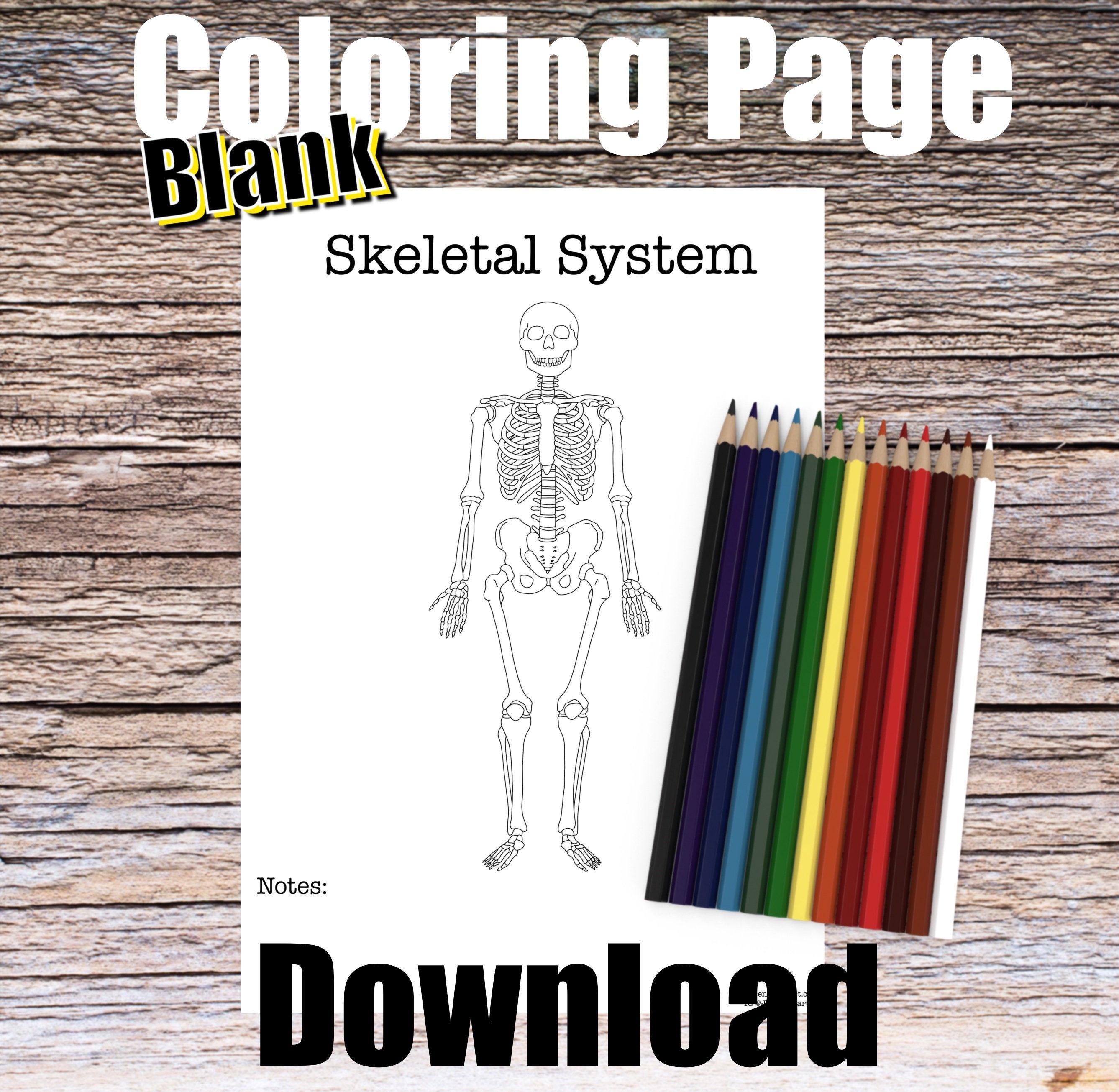 Skeletal system anatomy coloring page
