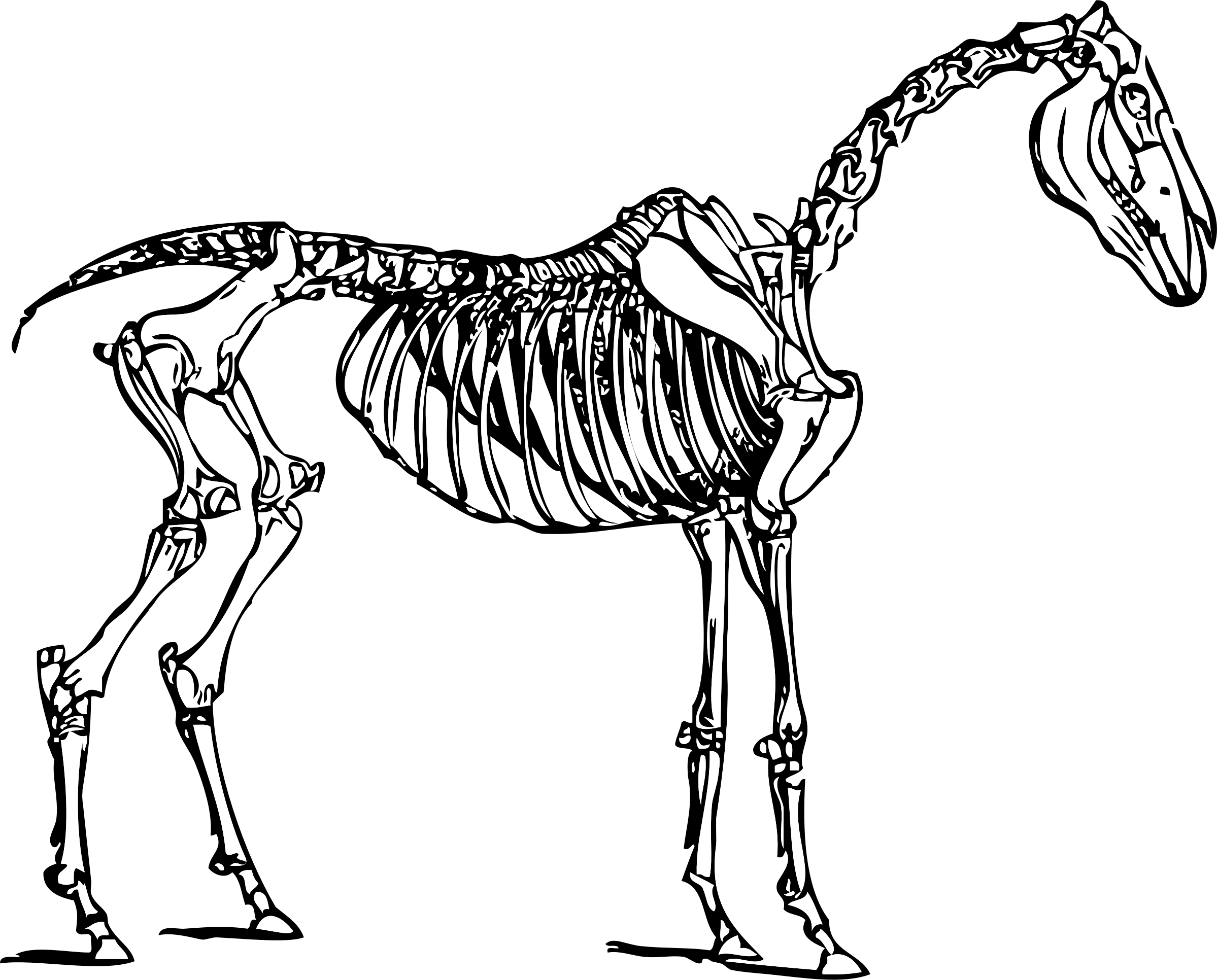 Image freeuse stock crow clipart skeleton