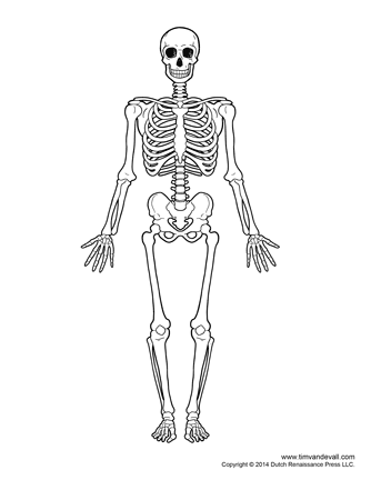Printable human skeleton diagram â labeled unlabeled and blank â tims printables