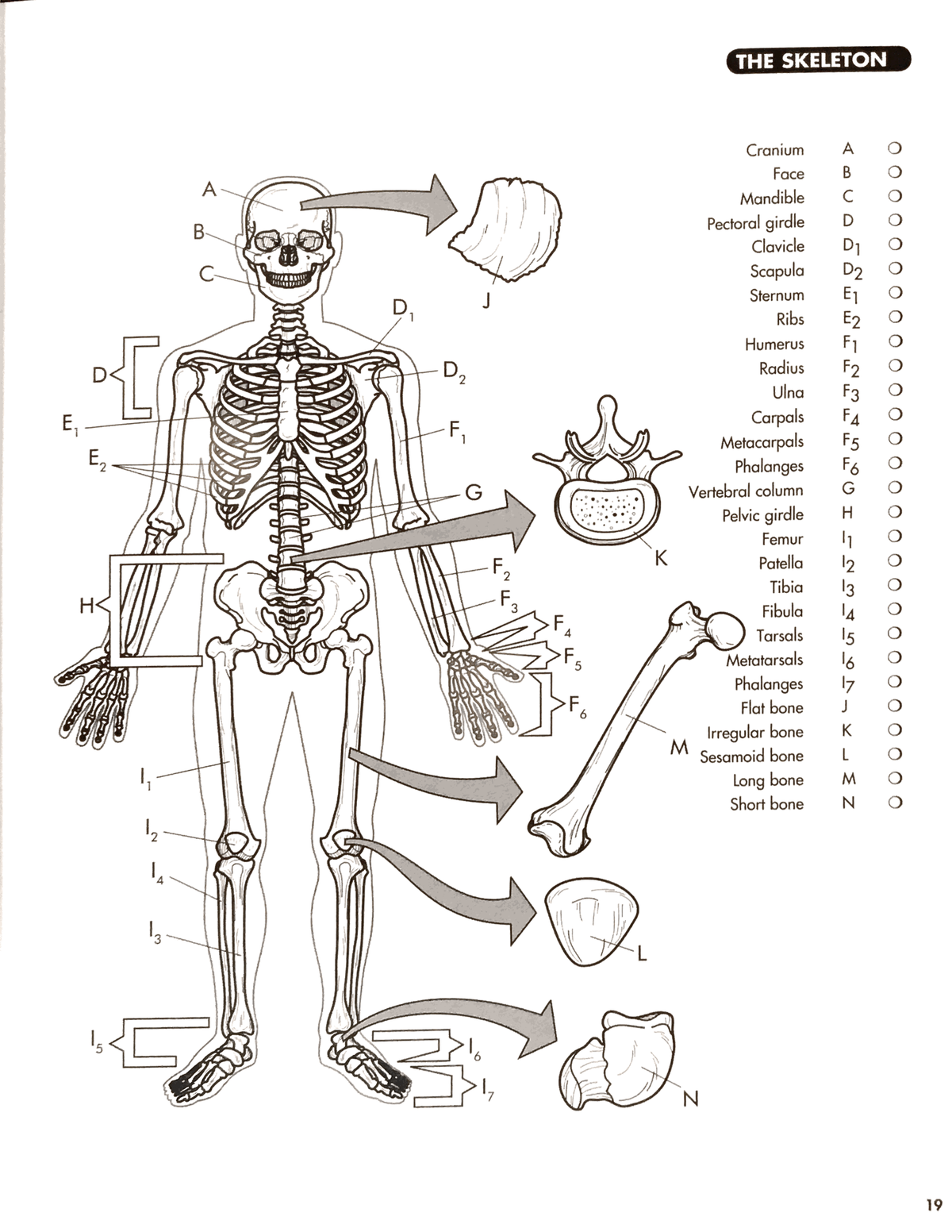 Skeletal system coloring page s