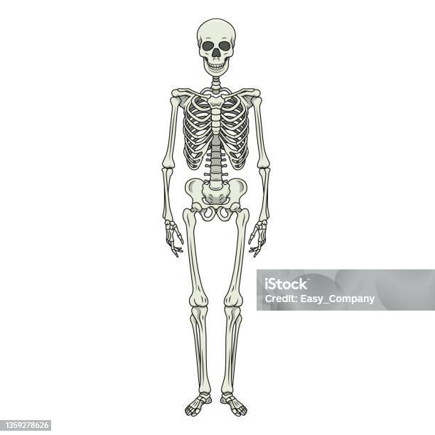 Color vector illustration of childrens activity coloring book pages with pictures of orange skeleton stock illustration