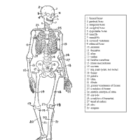 Human skeleton coloring pages