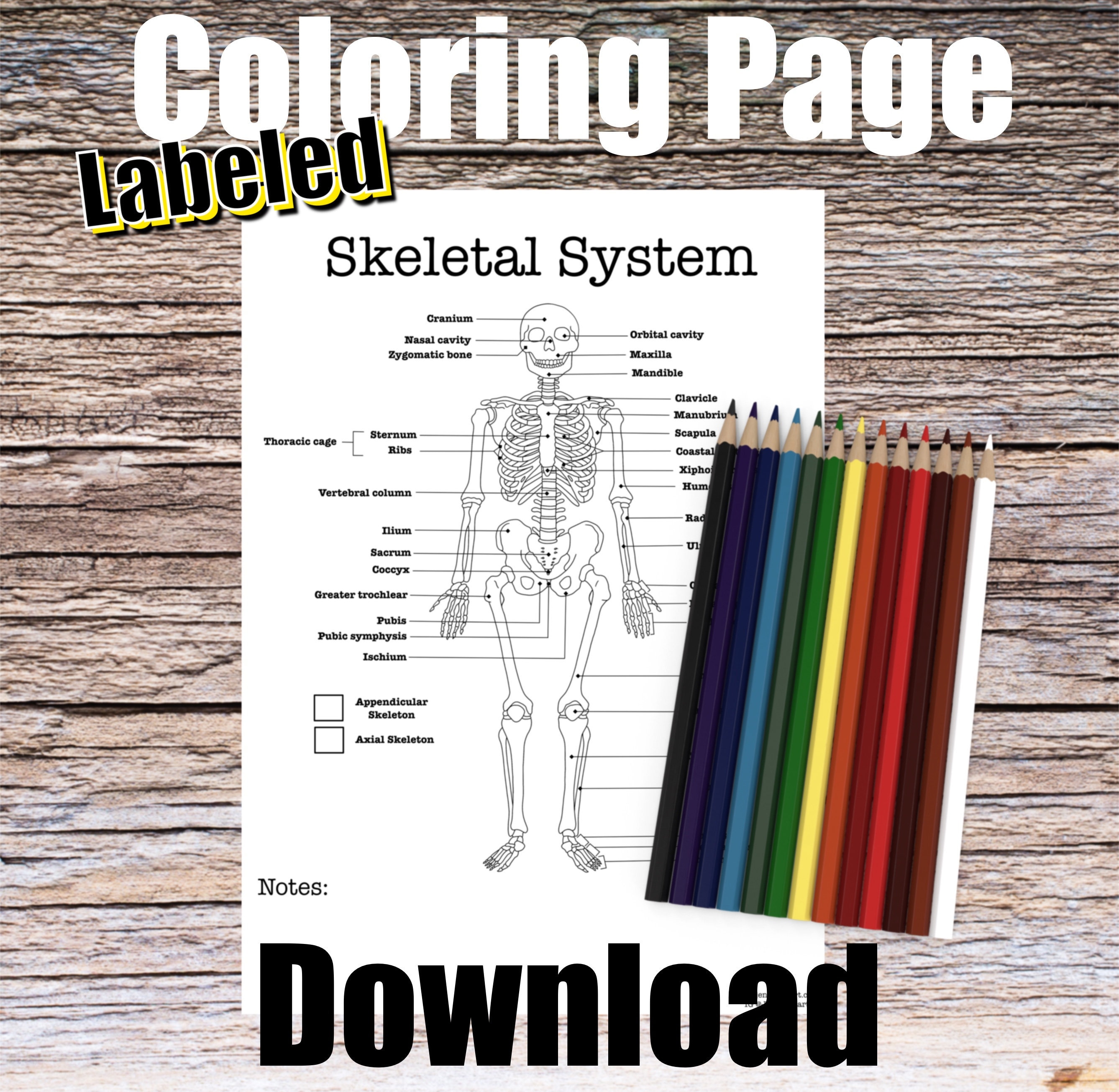 Skeletal system anatomy coloring page