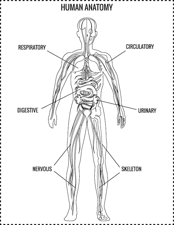 Human anatomy coloring pages