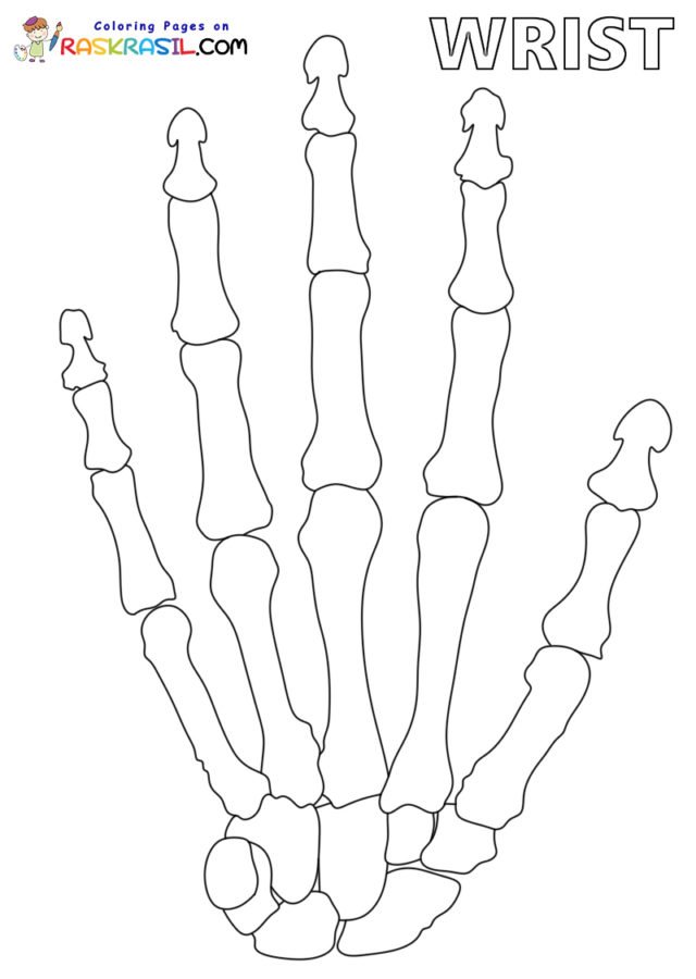 Anatomy coloring pages printable for free download