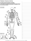 Human skeleton anatomy activity ask a biologist