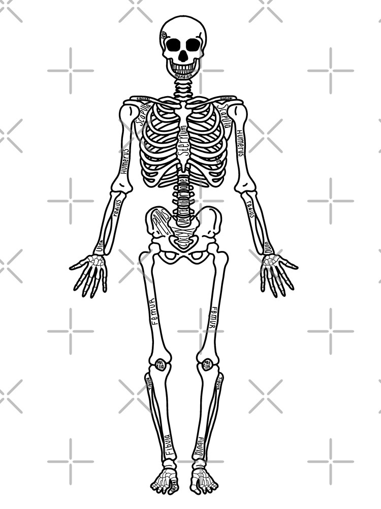 Labeled full skeleton anatomy kids t