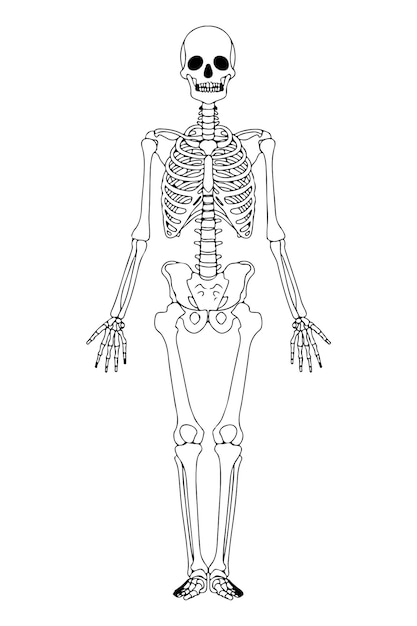 Premium vector skeleton outlined illustration isolated black human skeleton human bones anatomy